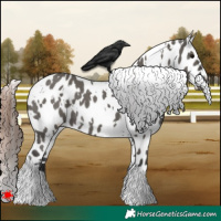 Horse Color:White Spotted Grullo Appaloosa 