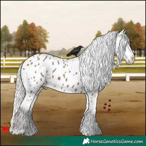 Horse Color:White Spotted Silver Grullo Appaloosa 