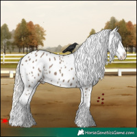Horse Color:White Spotted Silver Grullo Appaloosa 