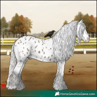 Horse Color:White Spotted Silver Grullo Appaloosa 