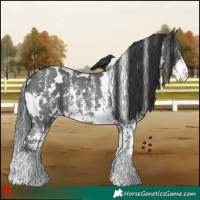 Horse Color:White Spotted Black Sabino Rabicano 