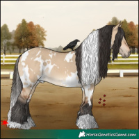 Horse Color:White Spotted Bay Dun 