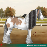 Horse Color:White Spotted Bay Dun Splash 