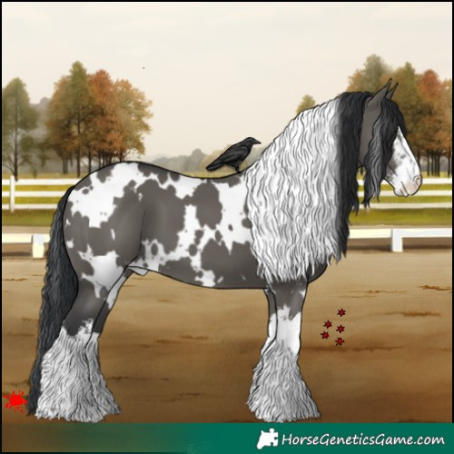 Horse Color:White Spotted Grullo 