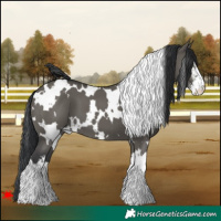 Horse Color:White Spotted Grullo 