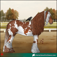 Horse Color:White Spotted Chestnut 