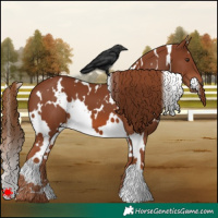 Horse Color:White Spotted Chestnut 