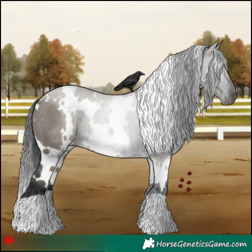 Horse Color:White Spotted Grullo Rabicano