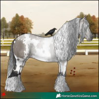 Horse Color:White Spotted Grullo Rabicano 