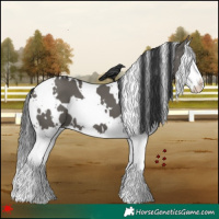 Horse Color:White Spotted Grullo Splash 