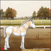 Horse Color:White Spotted Palomino Dun Splash