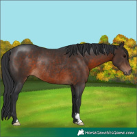 Horse Color:Brown Rabicano 