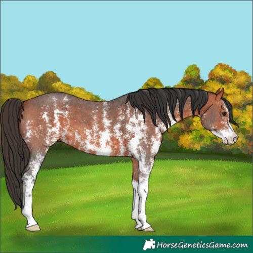 Horse Color:Bay Sabino