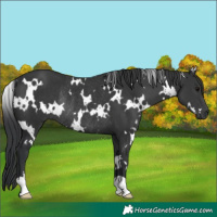 Horse Color:White Spotted Black Rabicano 
