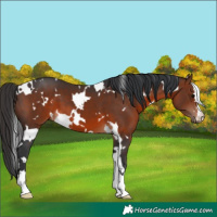 Horse Color:White Spotted Brown