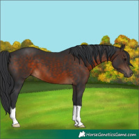 Horse Color:Brown 