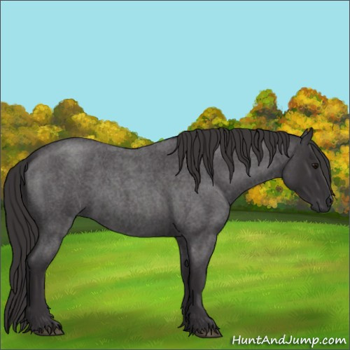 Horse Color:Smoky Blue Roan