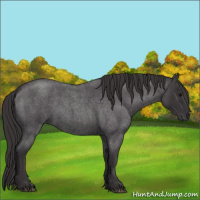Horse Color:Smoky Blue Roan 