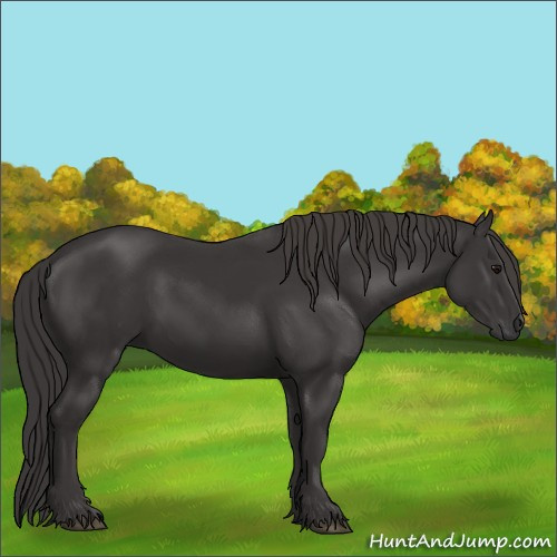 Horse Color:Smoky Black 