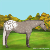 Horse Color:Silver Grullo Appaloosa 