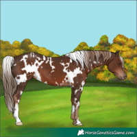 Horse Color:White Spotted Liver Chestnut 