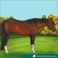 Horse Color:Brown 