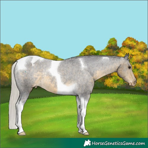 Horse Color:Silver Buckskin Tobiano Appaloosa Rabicano