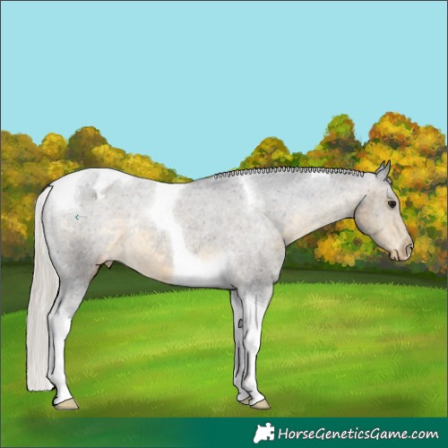 Horse Color:Silver Buckskin Tobiano Varnish Rabicano