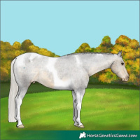 Horse Color:Silver Buckskin Tobiano Varnish Rabicano