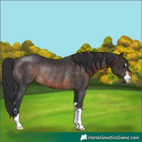 Horse Color:Brown Rabicano 