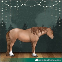 Horse Color:Liver Chestnut Pearl Tobiano