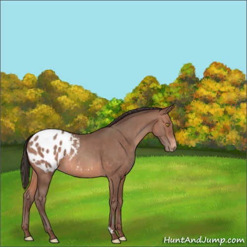 Horse Color:Sable Champagne Appaloosa 