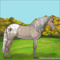 Horse Color:Silver Grullo Roan Appaloosa 