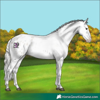 Horse Color:Silver Grullo Roan Appaloosa 