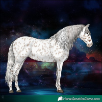 Horse Color:Silver Grullo Roan Near Leopard 