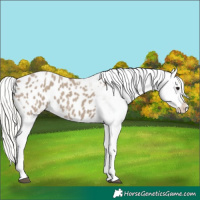 Horse Color:Silver Grullo Appaloosa