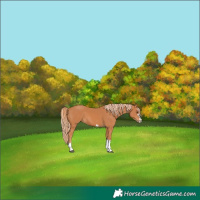 Horse Color:Chestnut 