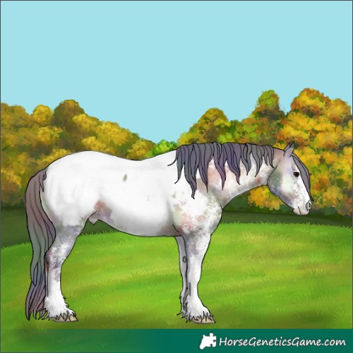 Horse Color:Nacre White Spotted Brown Onyx Appaloosa 