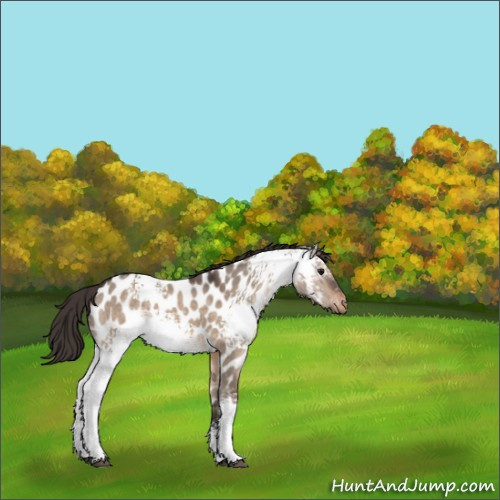 Horse Color:White Spotted Brown Dun Near Leopard 