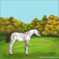 Horse Color:White Spotted Brown Dun Appaloosa 