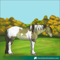 Horse Color:Brown Dun Tobiano Snowcap 