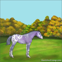 Horse Color:Watercolor Bay Onyx Blanket 