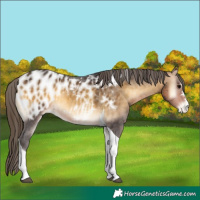 Horse Color:Buckskin Onyx Tobiano Appaloosa 