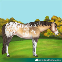Horse Color:Buckskin Onyx Tobiano Appaloosa 