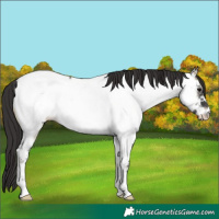 Horse Color:Buckskin Onyx Appaloosa 