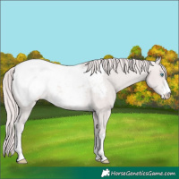 Horse Color:Platinum Perlino Appaloosa 