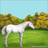 Horse Color:Platinum Perlino Appaloosa 