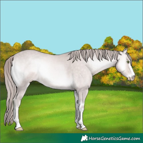 Horse Color:Platinum Perlino Onyx 