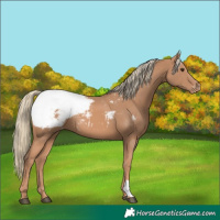 Horse Color:Chestnut Mushroom Appaloosa 