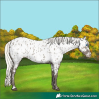 Horse Color:Silver Smoky Grullo Frame Appaloosa 